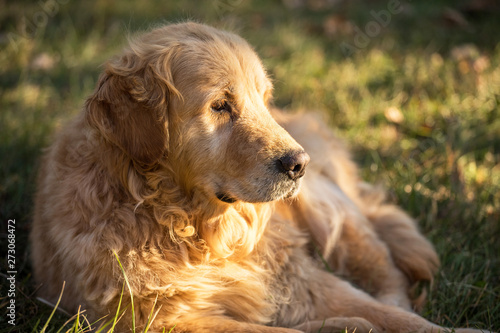 old golden retriever dog