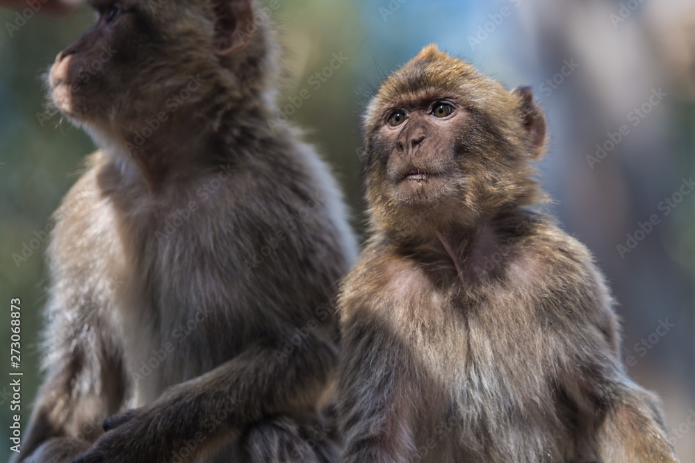 Fototapeta premium Andalusia
