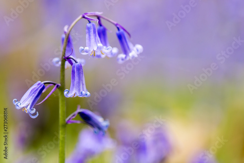 Photography A single bluebell in a beech tree forest