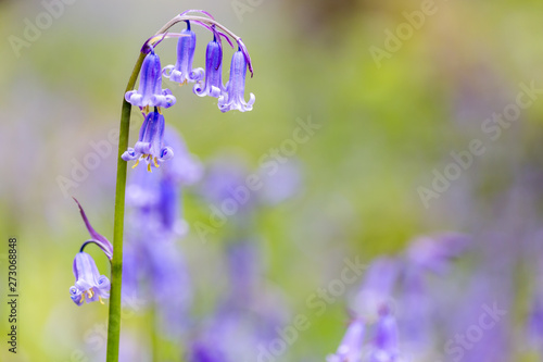 A single bluebell in a beech tree forest photo