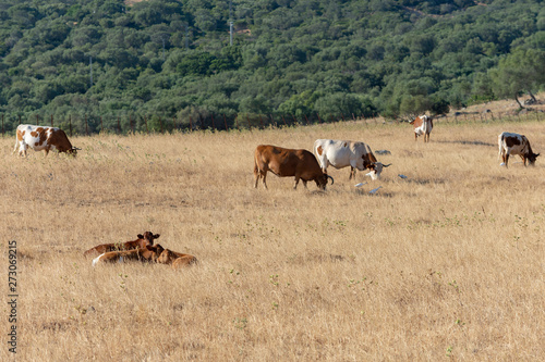 Terneros que descansan y vacas pastando en el campo. © Manueltrinidad