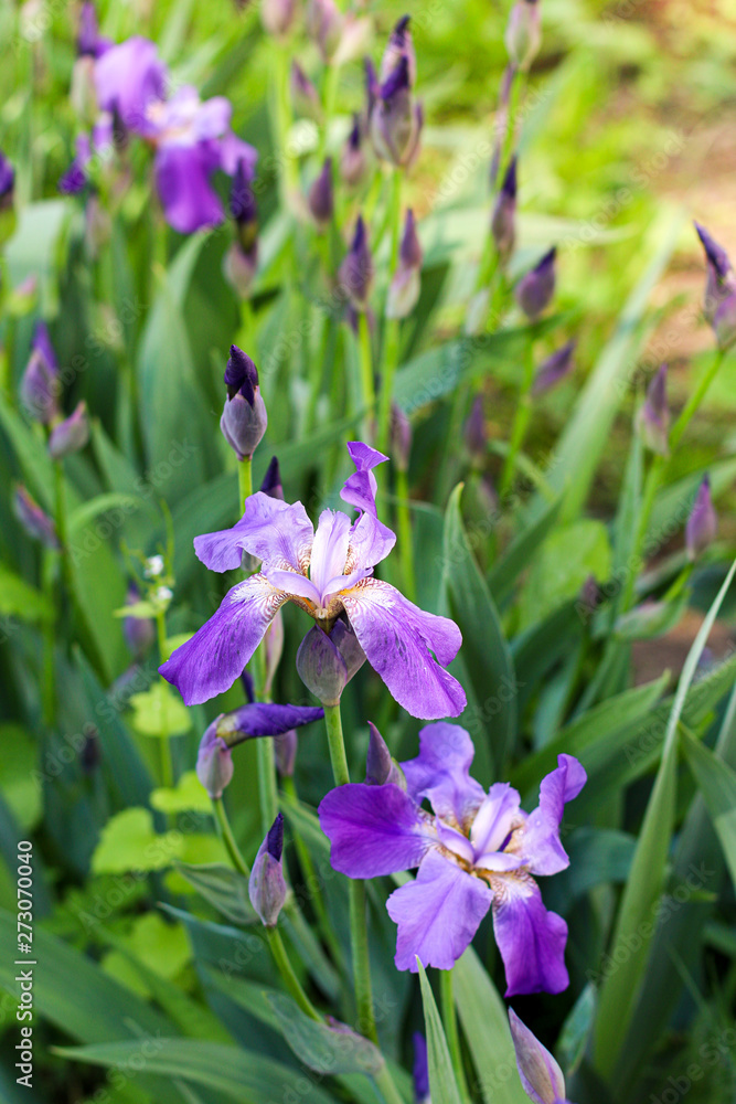 beautiful spring flowers. country side and wild forest flowers. ecology and natural background beautiful spring flowers. country side and wild forest flowers. ecology and natural background