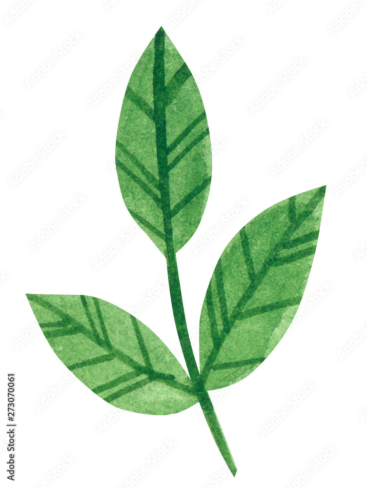 Branch of rose with leaves, hand drawn watercolor illustration isolated on white Branch of rose with leaves, hand drawn watercolor illustration isolated on white