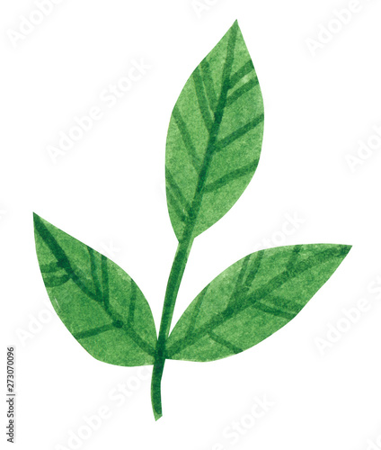 Branch of rose with leaves, hand drawn watercolor illustration isolated on white