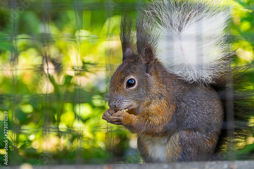 Ein Eichhörnchen sitzt hinter einem Zaun da und frisst Nüsse