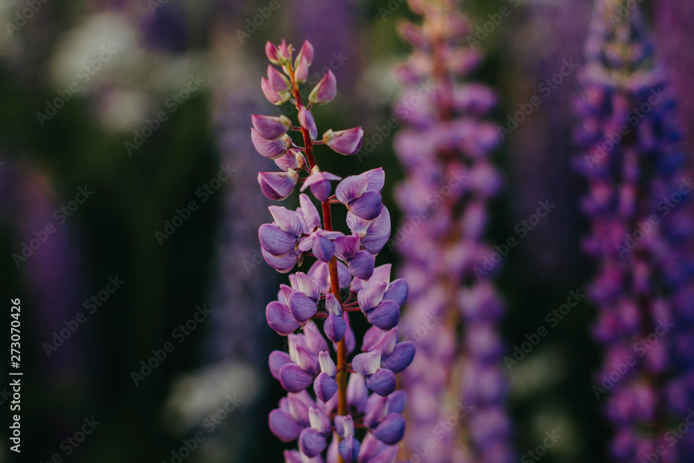 Fototapeta premium Purple blooming lupins closeup