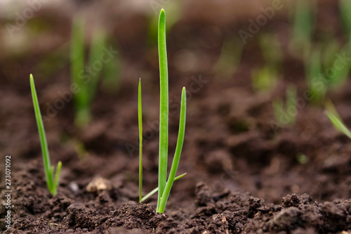 green sprout of onions growing out of the ground