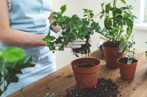 Gardener holding in hands small plant with roots system in soil, standing near wooden table