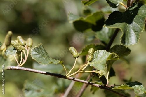 Green fruits of a green alder  Alnus viridis