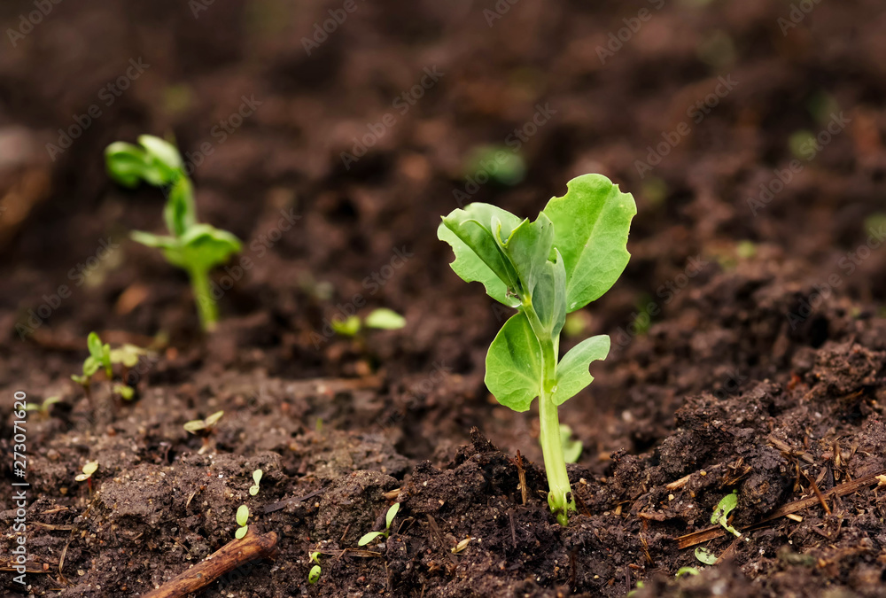 Young green pea sprout germinates from the ground Young green pea sprout germinates from the ground