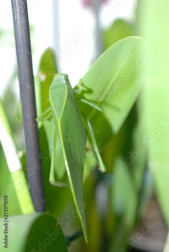 green plant in the garden