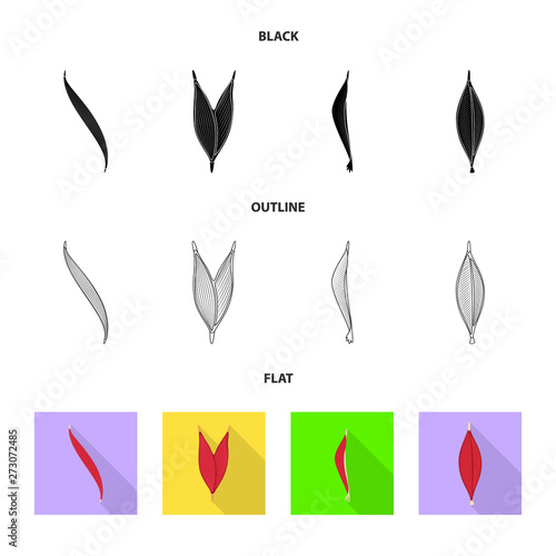 Vector illustration of fiber and muscular icon. Collection of fiber and body  vector icon for stock.