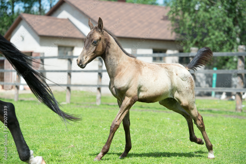 running purebred akhalteke foal in the paddock agaist stable running purebred akhalteke foal in the paddock agaist stable