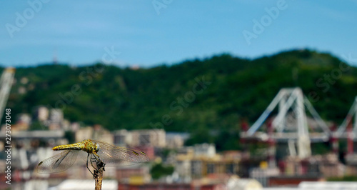 Ecosistemi e biodiversità: una libellula verde nelle vicinanze del cantiere di demolizione e ricostruzione del ponte Morandi. photo