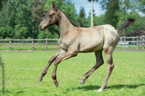 running purebred akhalteke  foal in the paddock agaist stable © anakondasp