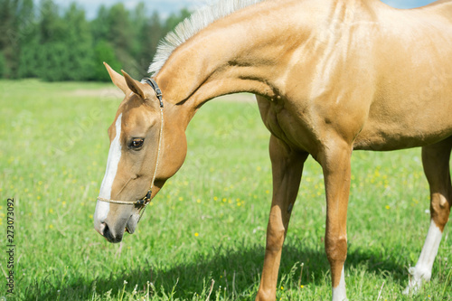 portrait of palomino purebred akhalteke mare poseing in green grass field