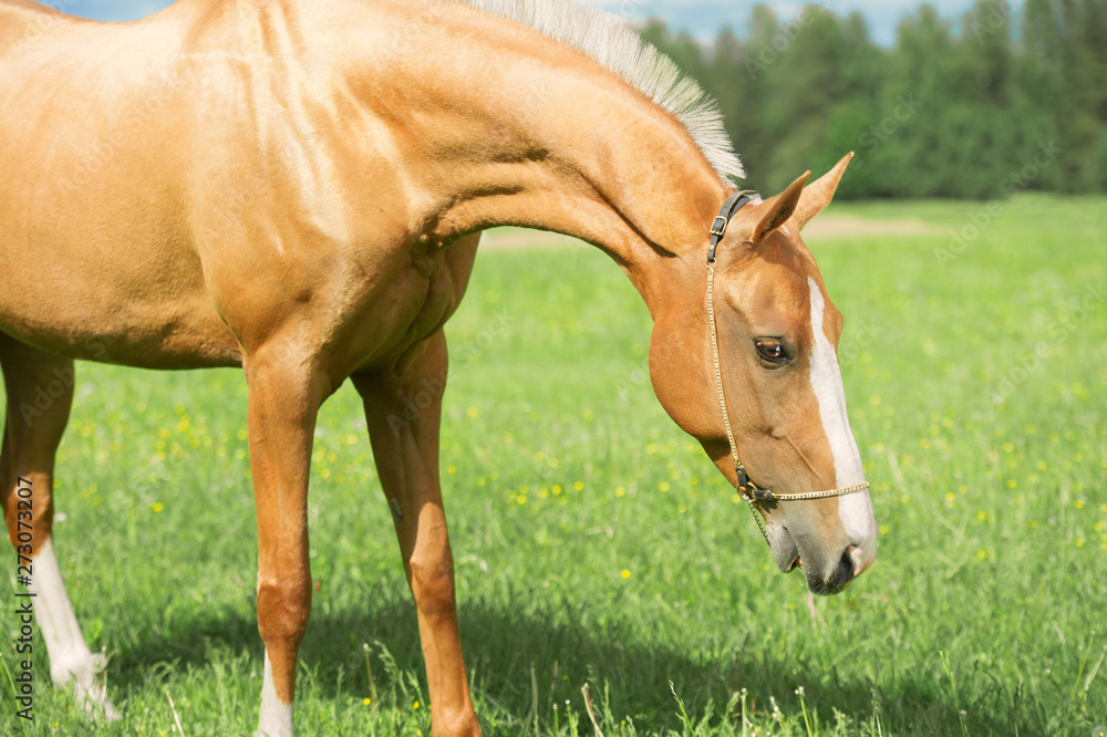 portrait of palomino purebred akhalteke mare poseing in green grass field portrait of palomino purebred akhalteke mare poseing in green grass field
