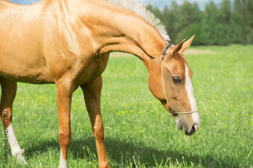 portrait of palomino purebred akhalteke mare poseing in green grass field © anakondasp