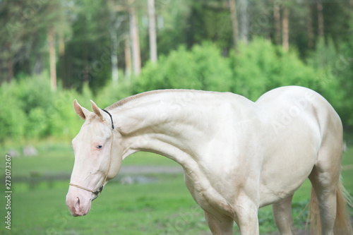 portrait of creamello purebred akhalteke stallion poseing against small lake © anakondasp