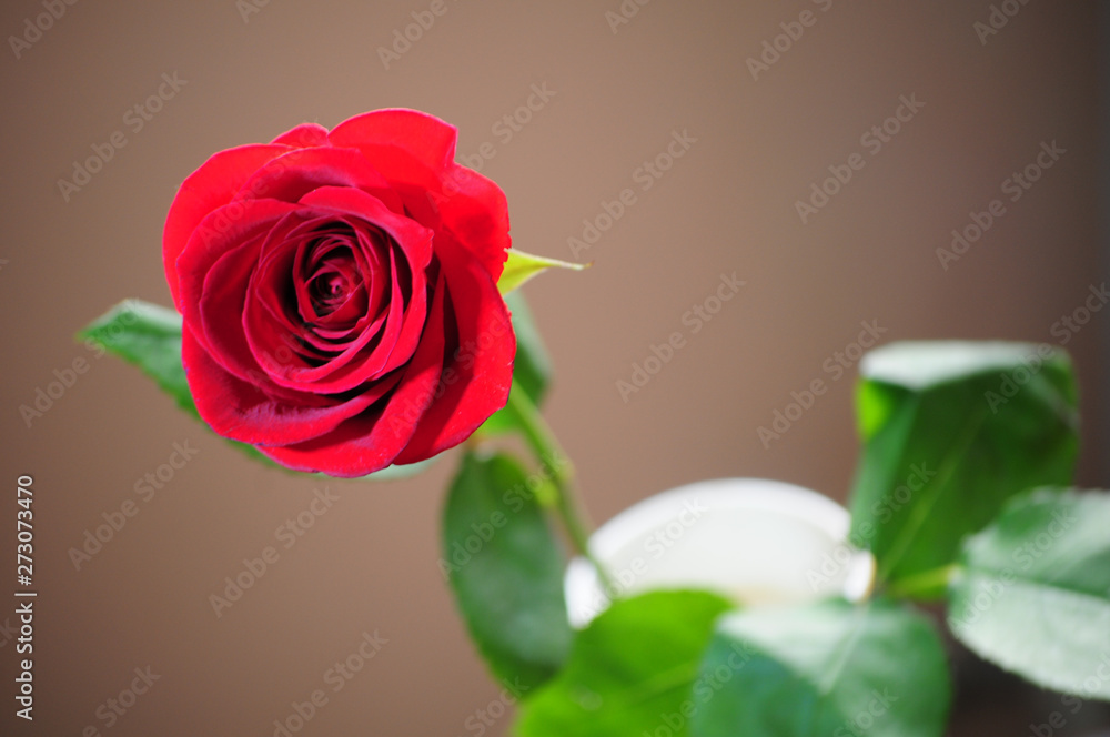 red rose red rose