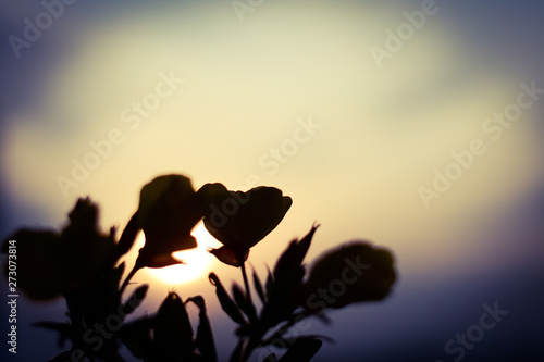  Outline of flowers against the setting sun