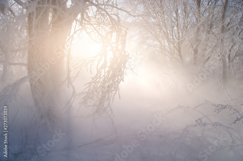 Winter weather phenomenon. Heavily full of wet air condenses on the surface of ice crystals. Morning sun rays shining through the branches of trees. In the backlight warm sunbeam light. © Sodel Vladyslav