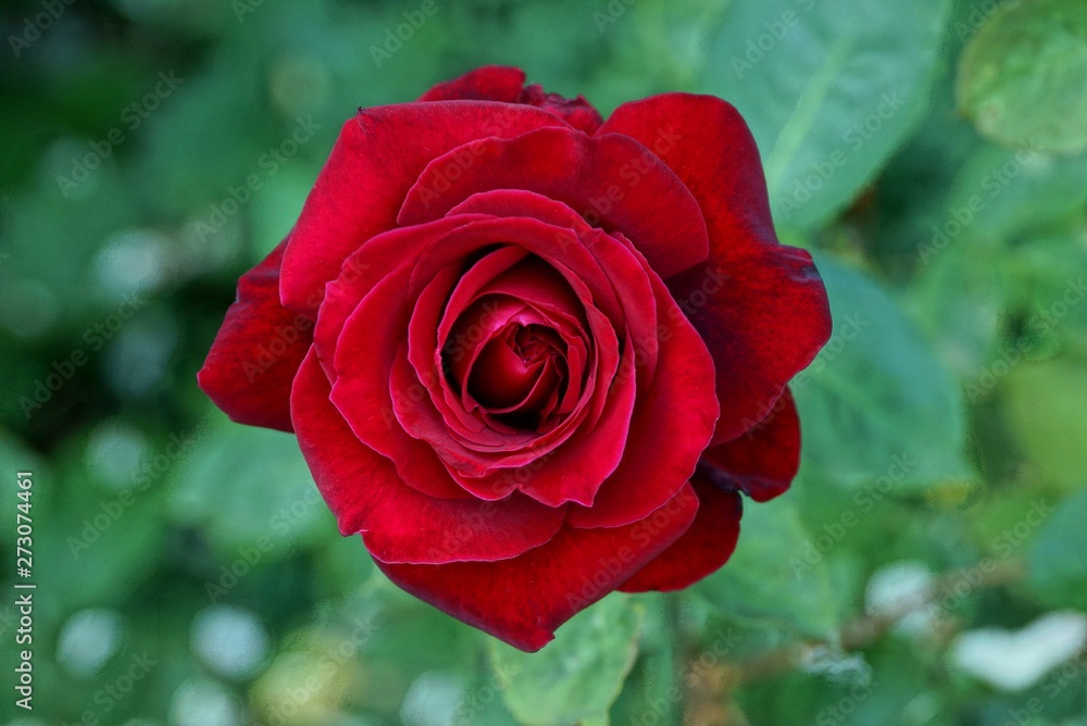 one big bud of a red rose flower on a green background one big bud of a red rose flower on a green background