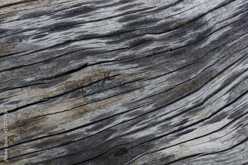 gray black natural texture of dry wood with cracks