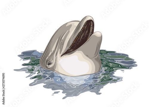 Vector drawing of dolphin in color, isolated on white background. Graphic illustration, hand drawing. Drawing for posters, decoration and print. Vector illustration