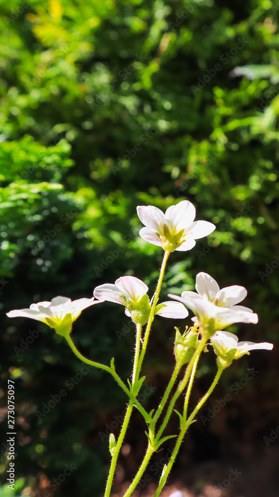 Floral background. Small white flowers Saxifrage moss on a dark backdrop Floral background. Small white flowers Saxifrage moss on a dark backdrop