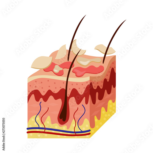 Isolated object of skin and epidermis  icon. Collection of skin and tissue vector icon for stock.