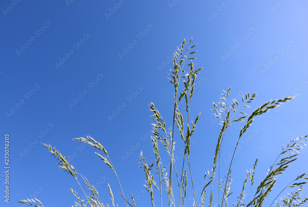 Decorative grass Blue fescue on blue sky background. Festuca glauca spikelets