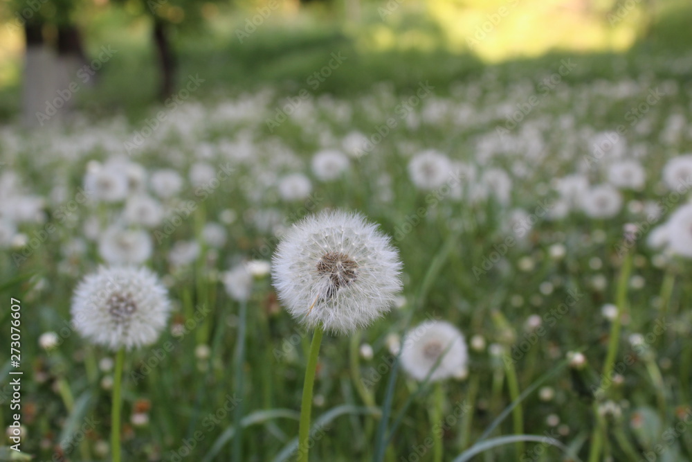 dandelion in grass dandelion in grass