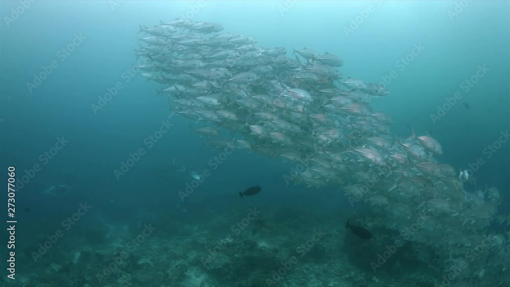 Oceanic Manta Ray and a school of Bigeye Trevallies on a coral reef in Raja Ampat Indonesia. Central Raja Ampat dive site Blue Magic 4k footage Oceanic Manta Ray and a school of Bigeye Trevallies on a coral reef in Raja Ampat Indonesia. Central Raja Ampat dive site Blue Magic 4k footage