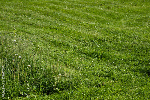 Background of growing and cut grass