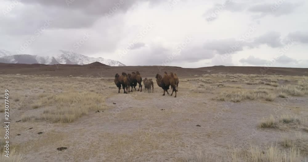 Mongolia camels aerial in mountains Mongolia camels aerial in mountains