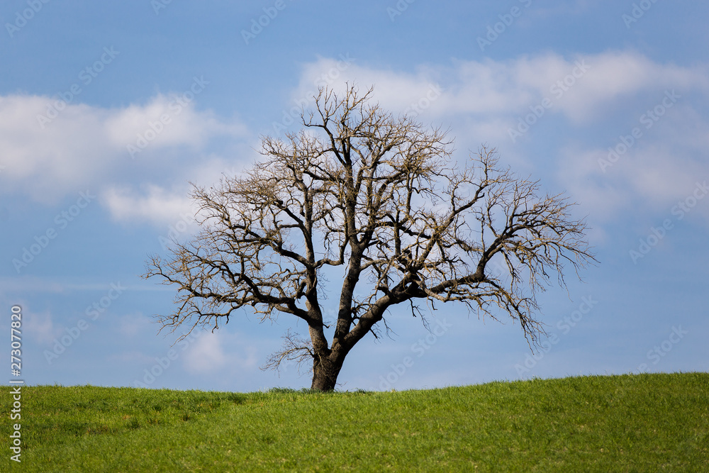 Obraz premium samotne drzewo