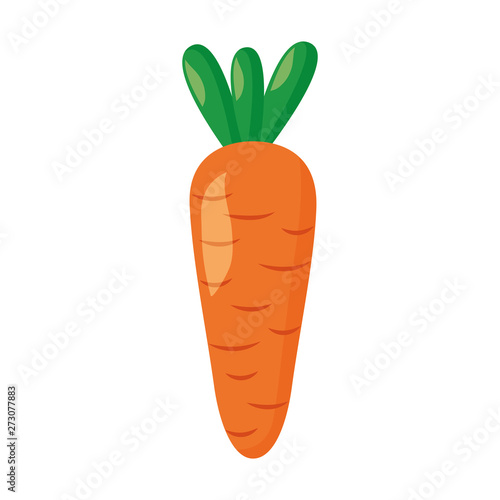 carrot vegetable fresh