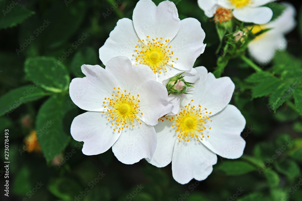 Fototapeta premium Rosa odorata flower