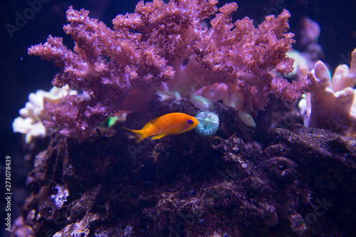 pesce corallino photo