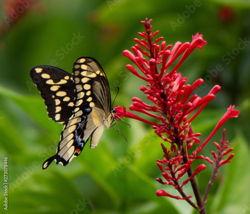 Chocolate brown swallowtail butterfly with bands of yellow spots and blue and red markings is fluttering around the red flowers of a firespike shrub against a blurred green leaf background.
