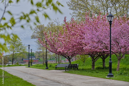 Pink tree blossoms, green grass and leaves in park in spring in NYC