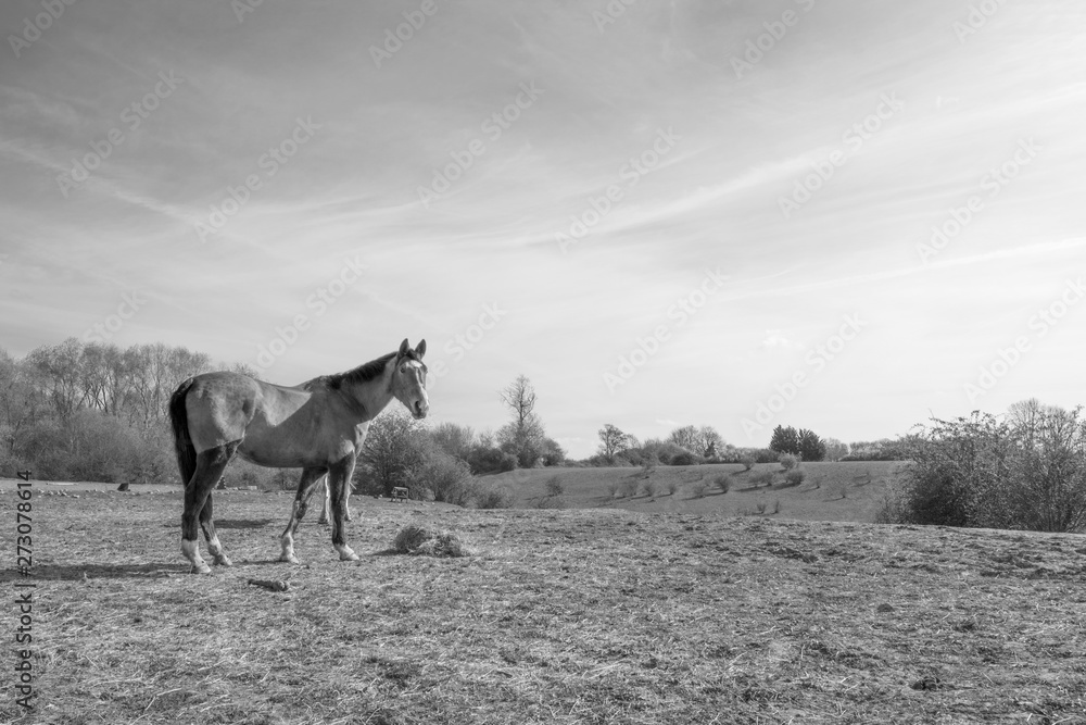 horse eating hay horse eating hay