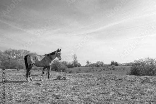 horse eating hay