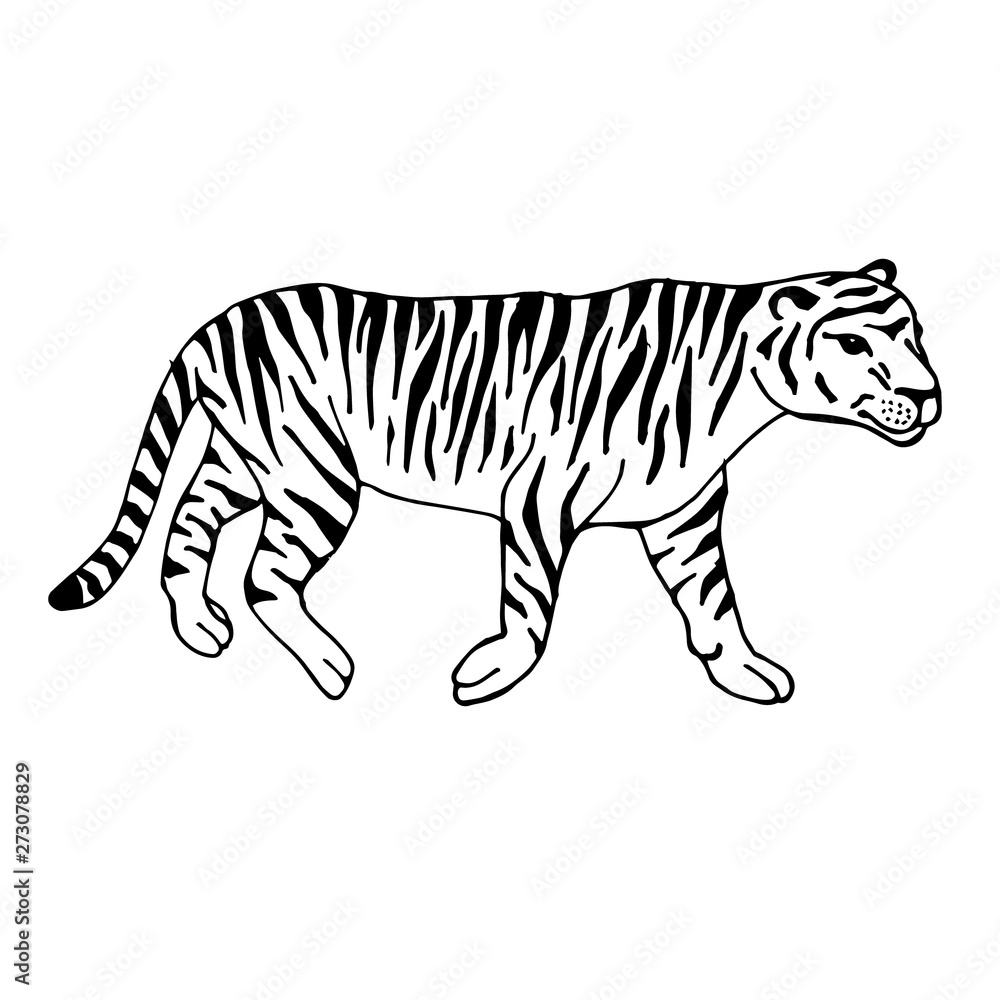 Vector hand drawn doodle sketch tiger isolated on white background Vector hand drawn doodle sketch tiger isolated on white background