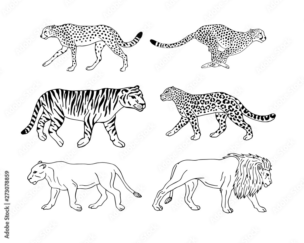 Obraz premium Vector hand drawn doodle sketch set collection of wild bid cats isolated on white background 