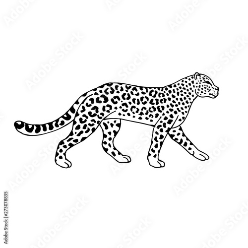 Fototapeta Naklejka Na Ścianę i Meble -  Vector hand drawn doodle sketch leopard isolated on white background 
