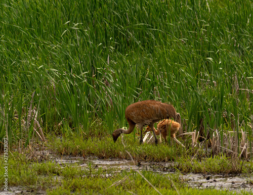 Fototapeta Naklejka Na Ścianę i Meble -  A Sandhill Crane Colt feeding on grass