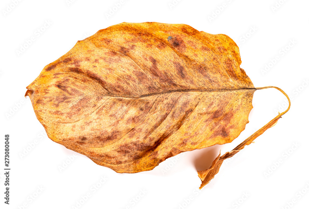 Fototapeta premium a faded leaf on a white background