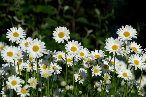 Plenty Daisies looking at sun.